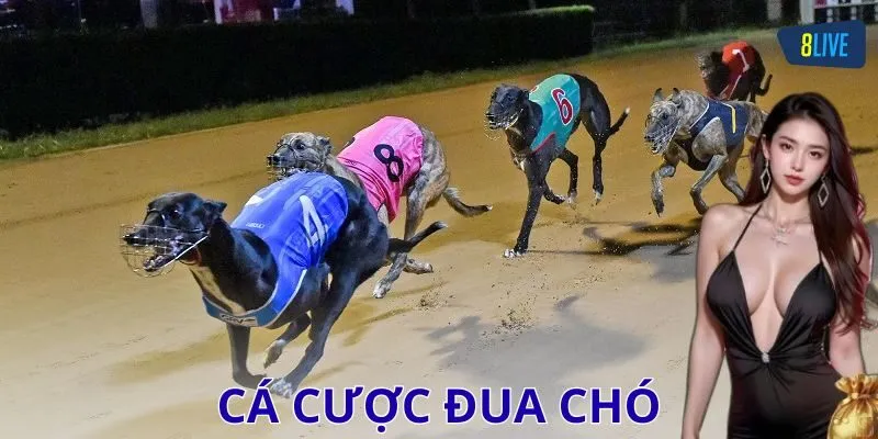 Cách thức hoạt động của cuộc đua chó và ảnh hưởng đến cá cược