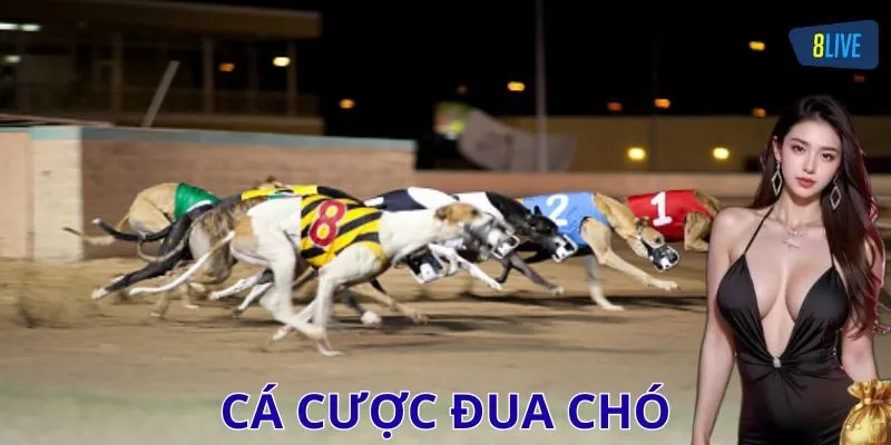 Chiến thuật giúp cược thủ thắng lớn khi chơi cá cược đua chó