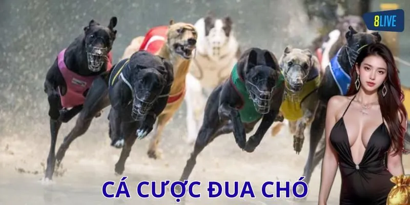 Lịch sử và phát triển của cá cược đua chó